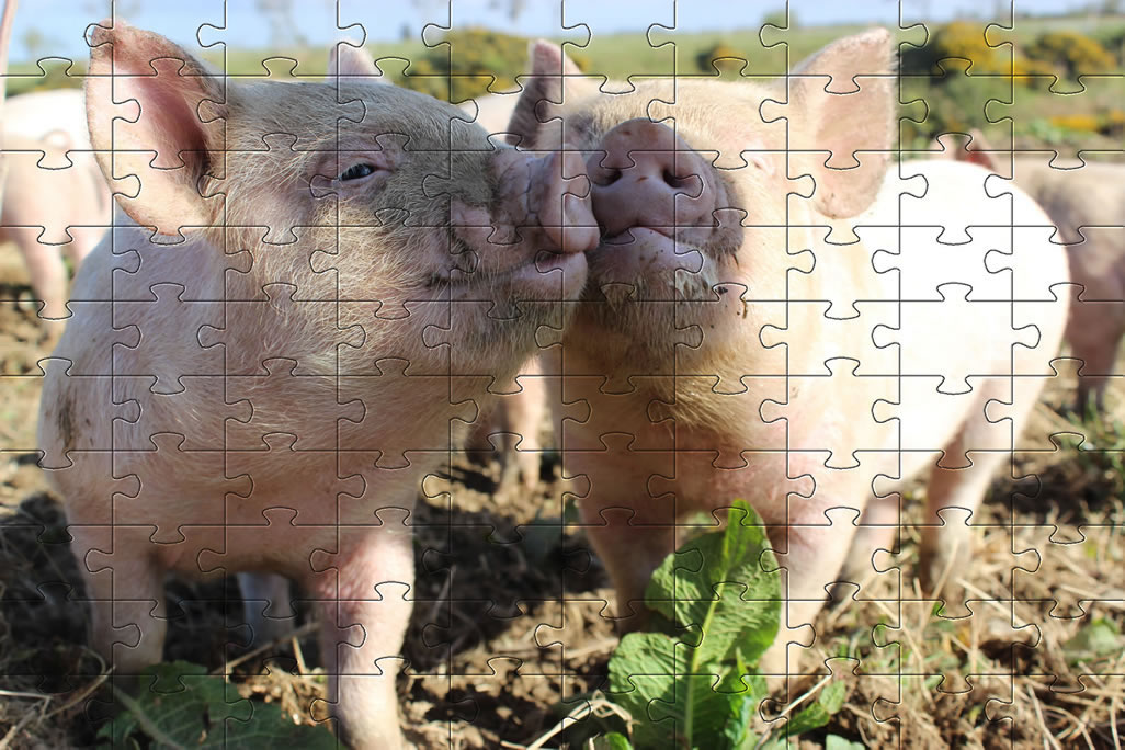 Jigsaw Puzzles Jigsaw Puzzles