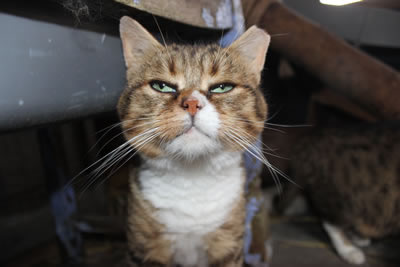 Barn cat - Kim