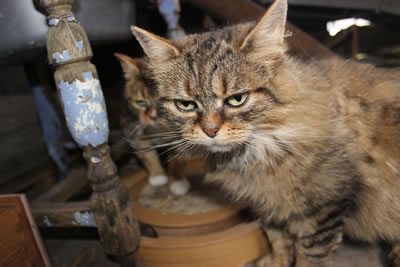 Barn cats