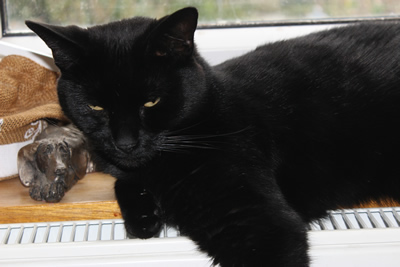 Black cats love their comforts