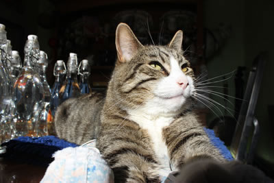 Cat Picture 11
