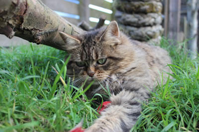 Cat Picture 24 - our cat, Bobbie, playing cat toy