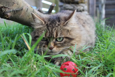 Cat Picture 25 - our cat, Bobbie, hiding