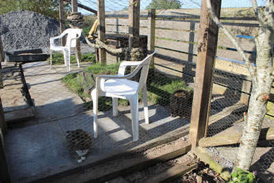 Cat Picture 28 - homemade cat run / catio