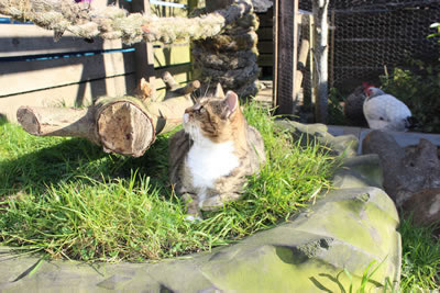 Cat Picture 6