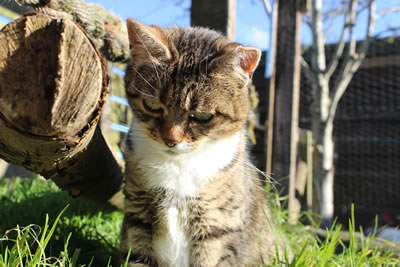 Cat Picture 8