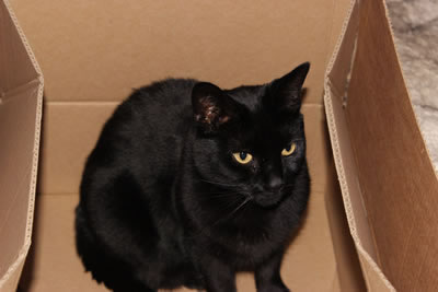 Cats love cardboard boxes