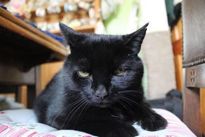 Cats - our farm cat Sooty Sue