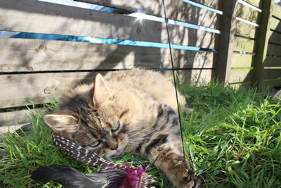 Cat Pictures | Cats playing with cat toys - Photo 26
