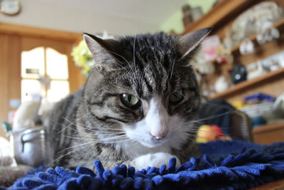 Cats - Tabby cat picture