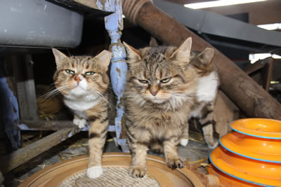 3 Barn cats