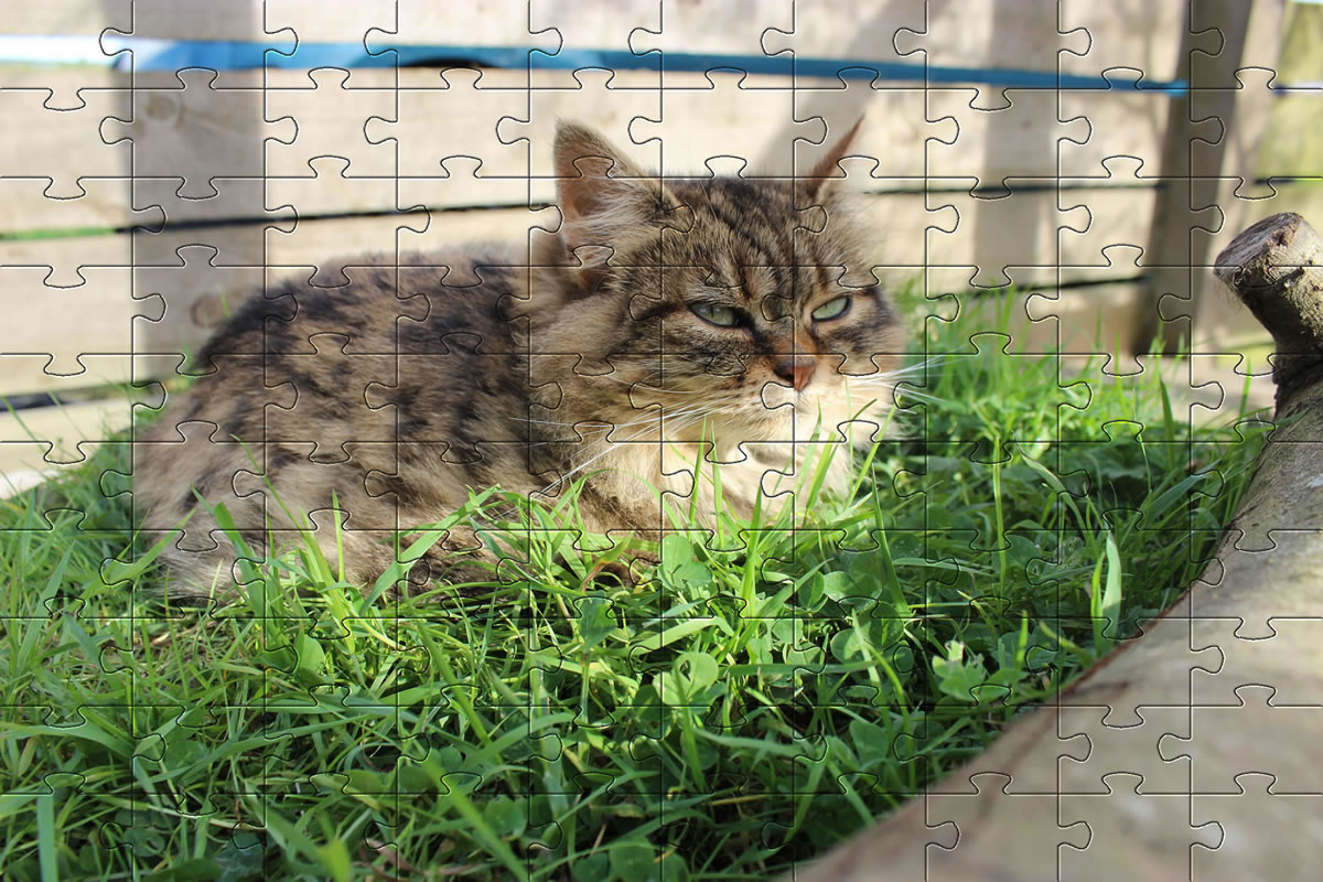 Jigsaw Puzzle - cat picture puzzle of our cat, Bobbie.