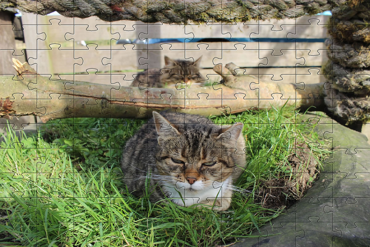 Jigsaw Puzzle - cat picture puzzle of our cat, Bobbie.