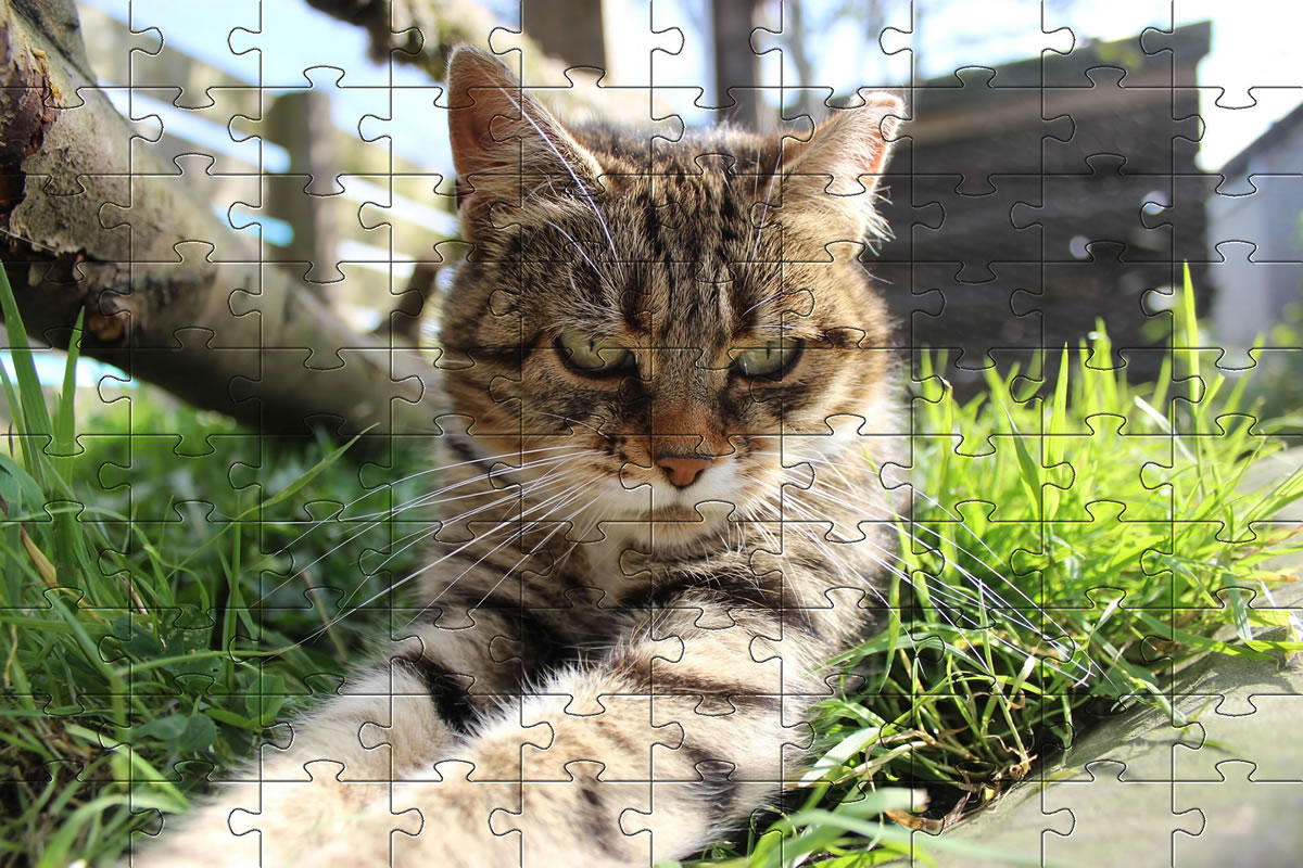 Jigsaw Puzzle - cat picture puzzle of our cat, Bobbie.
