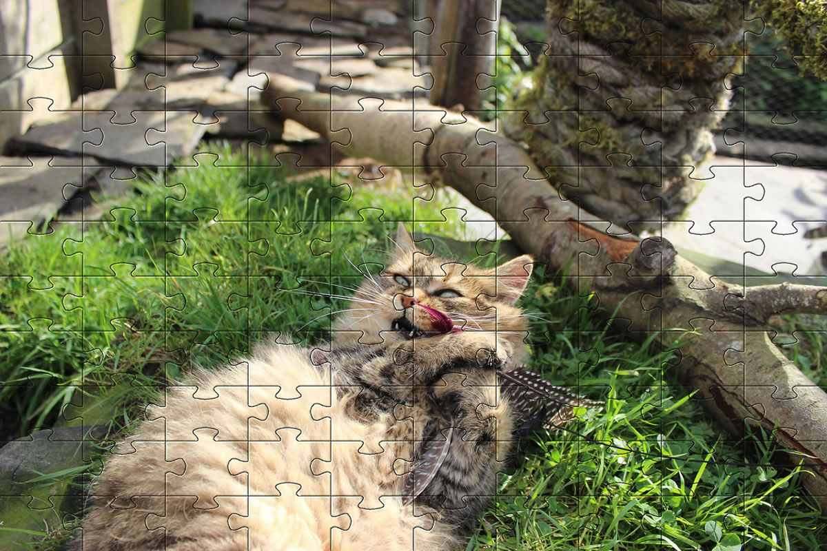 Jigsaw Puzzle - cat picture puzzle of our cat, Bobbie.