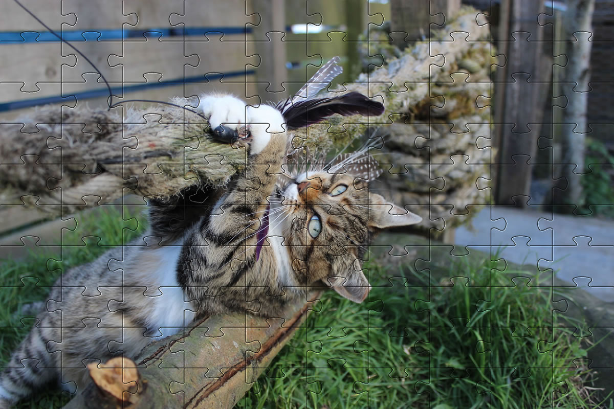 Jigsaw Puzzle - cat puzzle