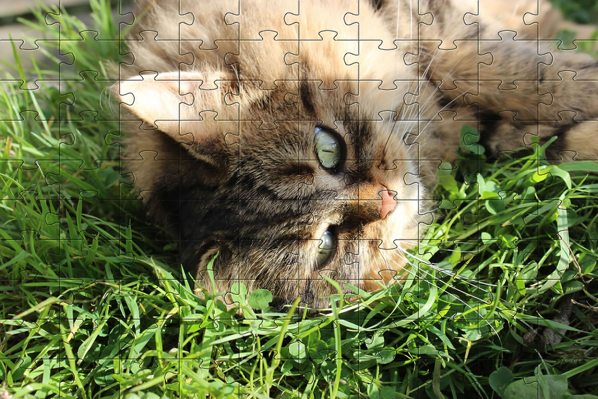 Jigsaw Puzzle - cat picture puzzle of our cat, Bobbie.