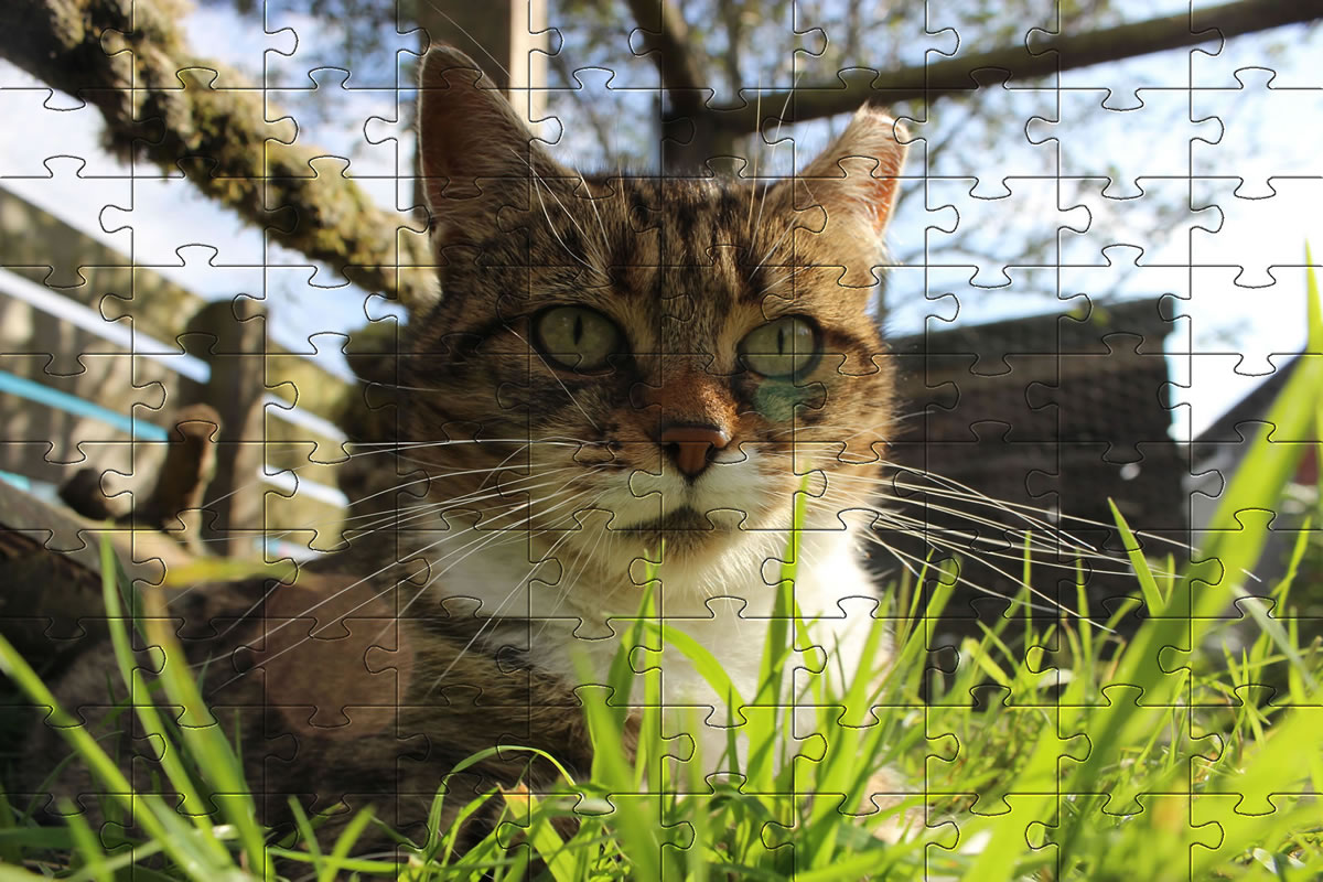 Jigsaw Puzzle - cat picture puzzle of our cat, Meg.