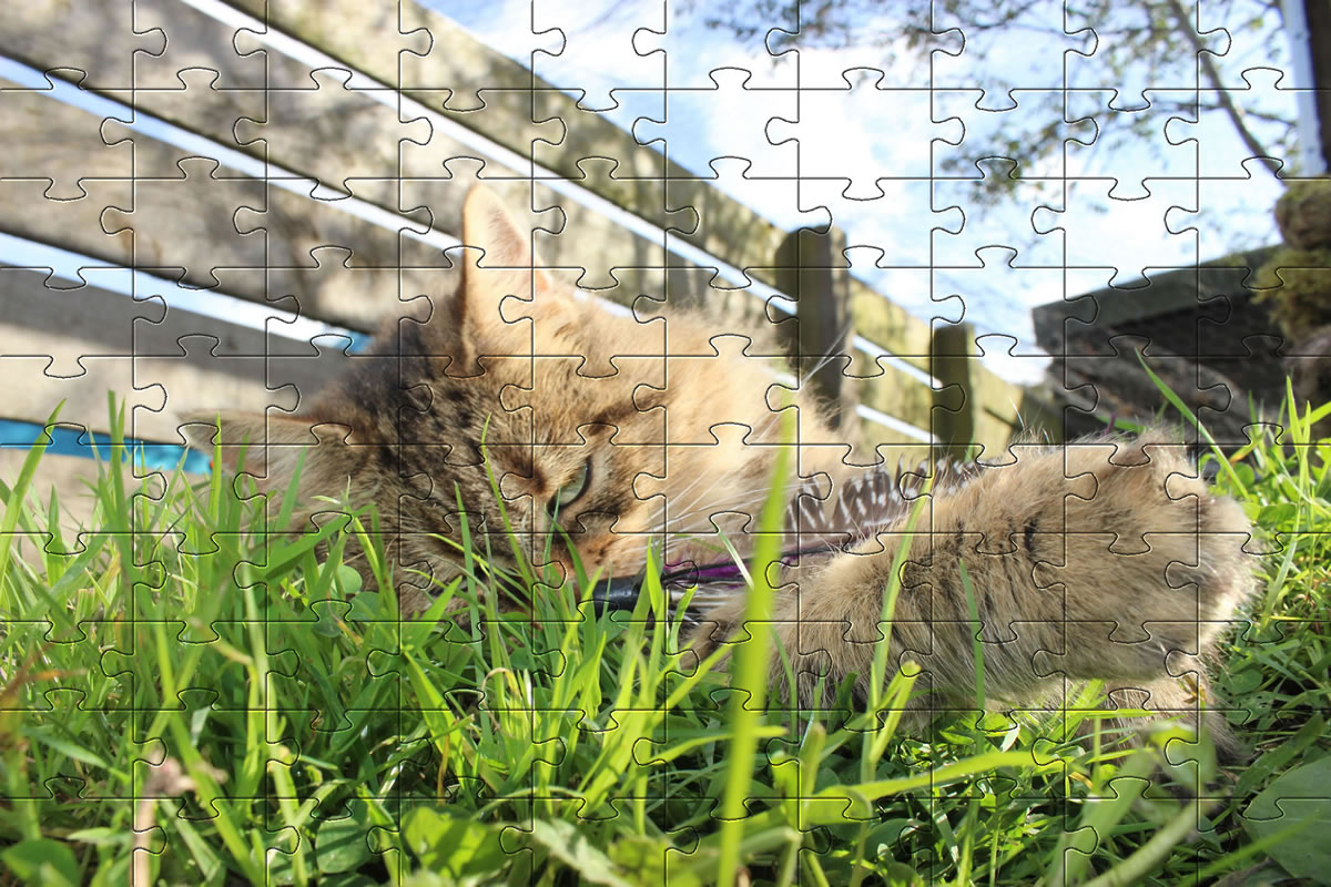 Jigsaw Puzzle - Bobbie playing with a feather cat chase toy and having great fun.