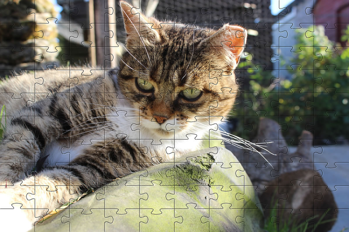 Jigsaw Puzzle - cat picture puzzle of our cat, Meg.