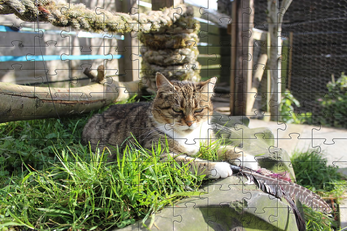 Jigsaw Puzzle - Meg playing with a feather cat chase toy and having great fun.