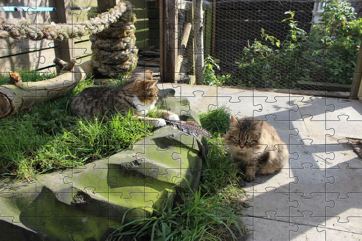 Jigsaw Puzzle - Bobbie and Meg playing with a feather cat chase toy and having great fun.
