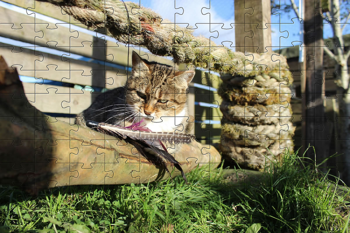 Jigsaw Puzzle - cat picture puzzle of our cat, Meg.