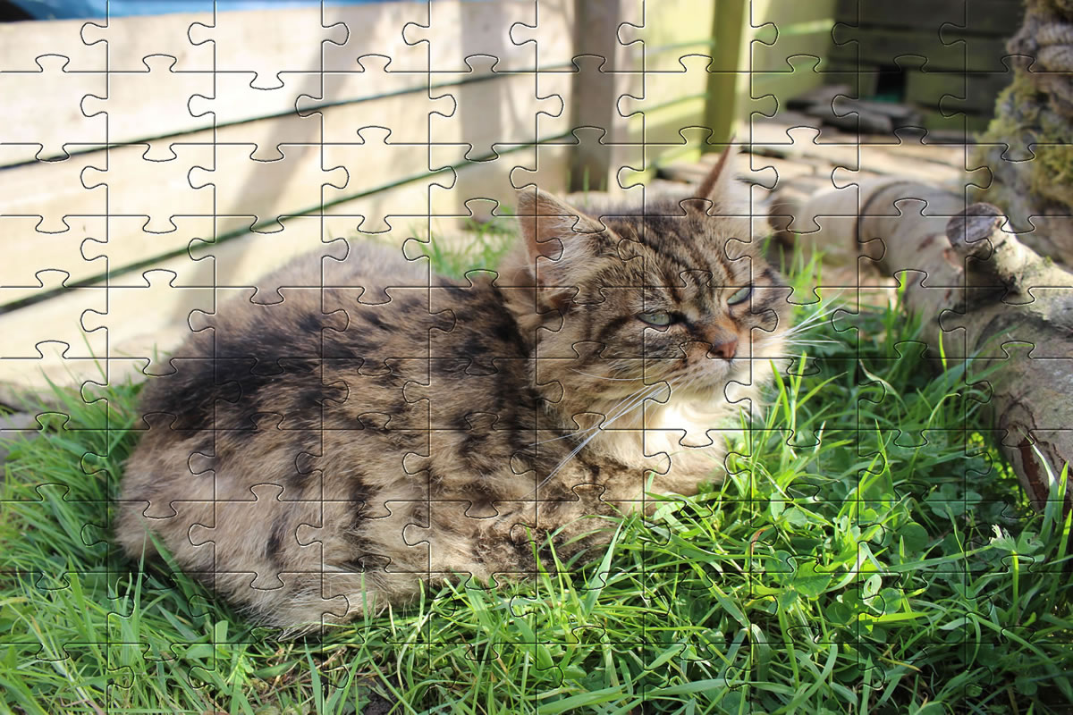 Jigsaw Puzzle - cat picture puzzle of our cat, Bobbie.