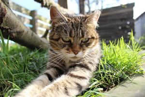Cat Jigsaw Puzzle 13 - Lovely Cat Meg