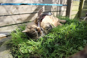 Cat Jigsaw Puzzle 15 - Lovely Cat Bobbie playing with feather cat chase toy