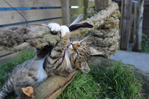 Cat Jigsaw Puzzle 2 - Meg