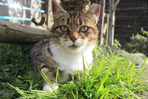 Cat Jigsaw Puzzle 24 - Our cat, Mew, in the cat run