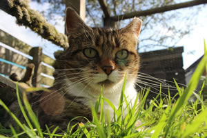 Cat Jigsaw Puzzle 27 - cat in the catio