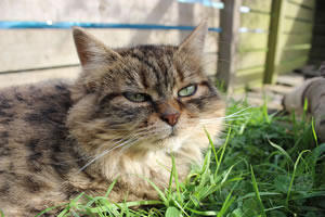 Cat Jigsaw Puzzle 7 - Bobbie