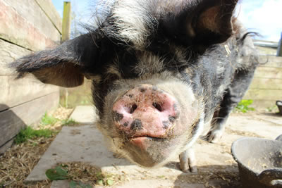 Buddy, our pet kunekune pig