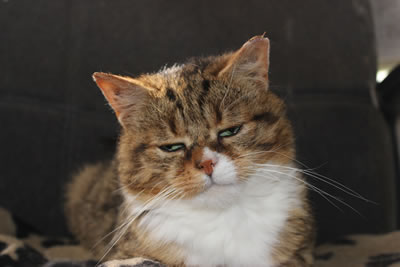 Cat, Kim is the youngest of our 3 barn cats and the only boy cat