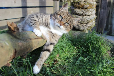 Cat picture 2 - free pictures of cats