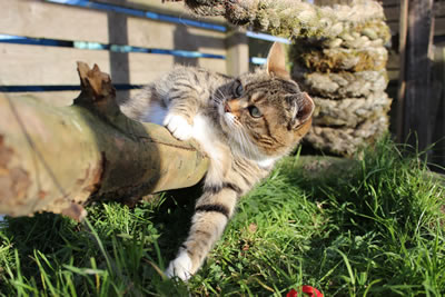Cat picture 3 - free pictures of cats