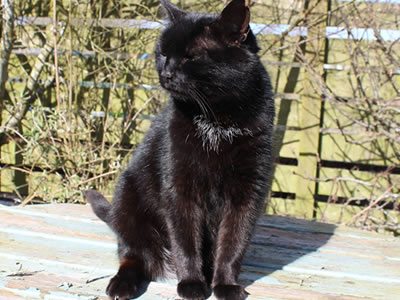 Cat | Sooty Sue