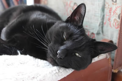 Cat | Heidi one of our black cats
